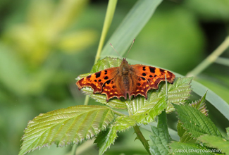 COMMA (Polygonia c-album) 